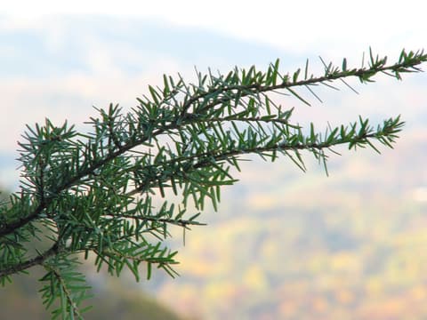 Carolina hemlock (Tsuga caroliniana) branch with needles spreading all around the twig, mountains behind