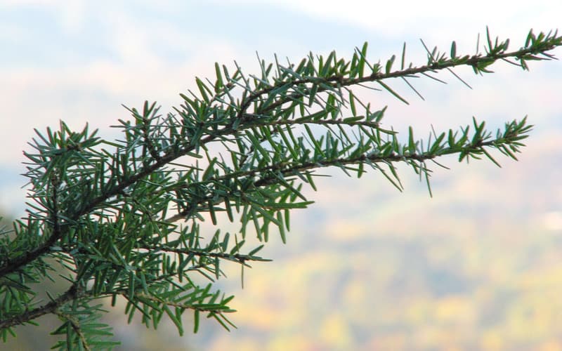 Carolina hemlock (Tsuga caroliniana) branch with needles spreading all around the twig, mountains behind