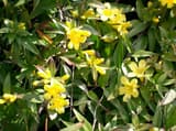 Carolina jessamine (Gelsemium sempervirens) clusters of yellow trumpet flowers among narrow evergreen leaves