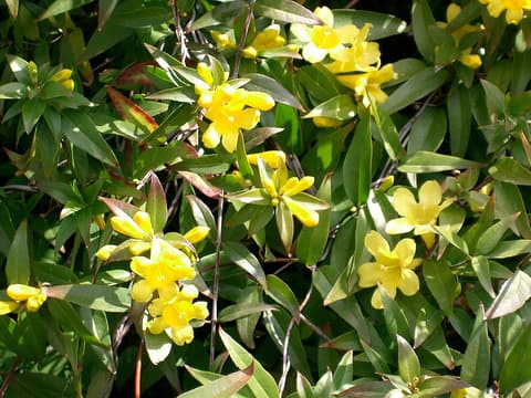 Carolina Jessamine