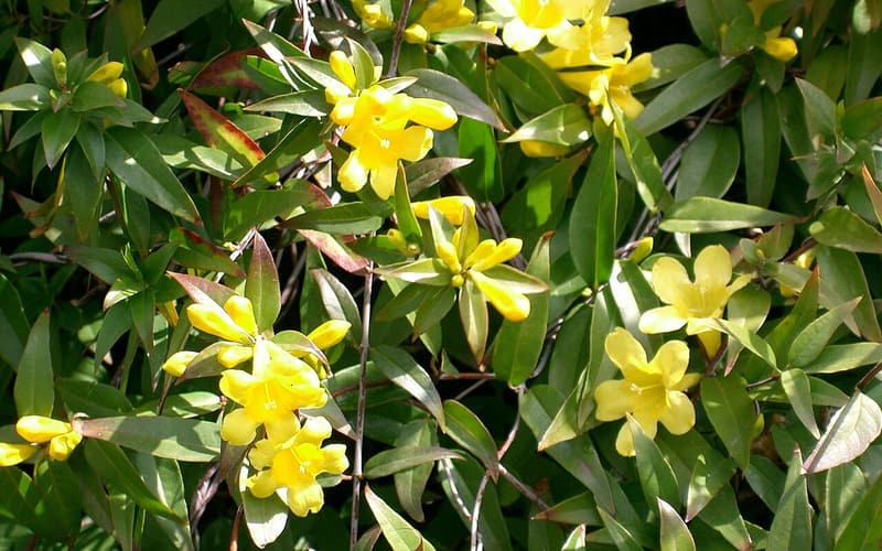Carolina jessamine (Gelsemium sempervirens) clusters of yellow trumpet flowers among narrow evergreen leaves