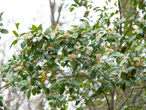 Carolina laurelcherry (Prunus caroliniana) glossy evergreen leaves and short spikes of creamy flowers