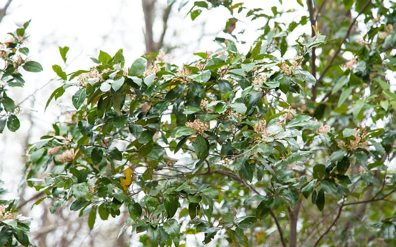 Carolina laurelcherry (Prunus caroliniana) glossy evergreen leaves and short spikes of creamy flowers