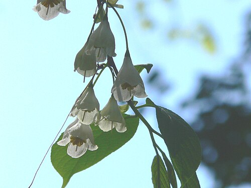 Carolina Silverbell (Halesia tetraptera)