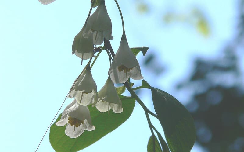 Carolina silverbell (Halesia tetraptera) white bell flowers hanging from a branch in spring