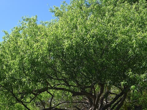 Carolina Willow