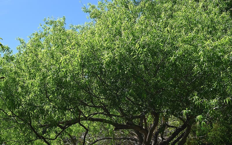 Carolina willow (Salix caroliniana) spreading crown of narrow, bright green leaves against a blue sky