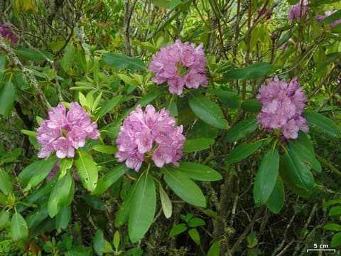 Catawba rhododendron (Rhododendron catawbiense) lilac-pink flower trusses among leathery evergreen leaves