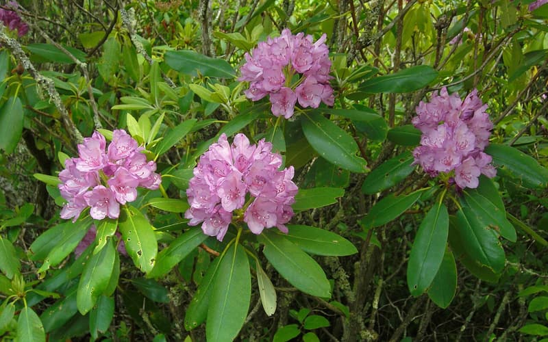 Catawba rhododendron (Rhododendron catawbiense) lilac-pink flower trusses among leathery evergreen leaves