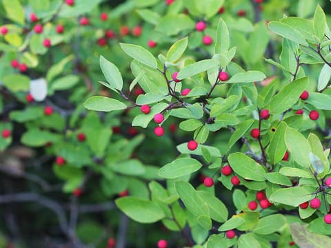 Catberry (Ilex mucronata) bright red berries on long thin stalks among smooth-edged green leaves