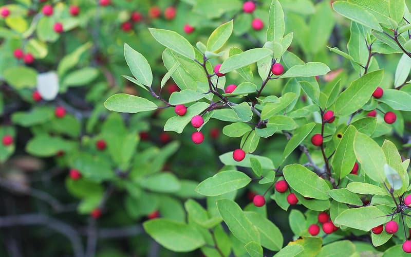 Catberry (Ilex mucronata) bright red berries on long thin stalks among smooth-edged green leaves