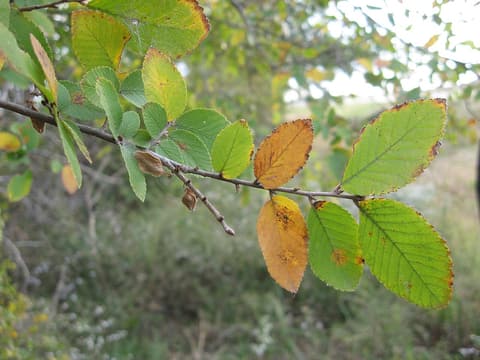 Cedar elm (Ulmus crassifolia) twig of small, toothed leaves turning orange and gold in fall
