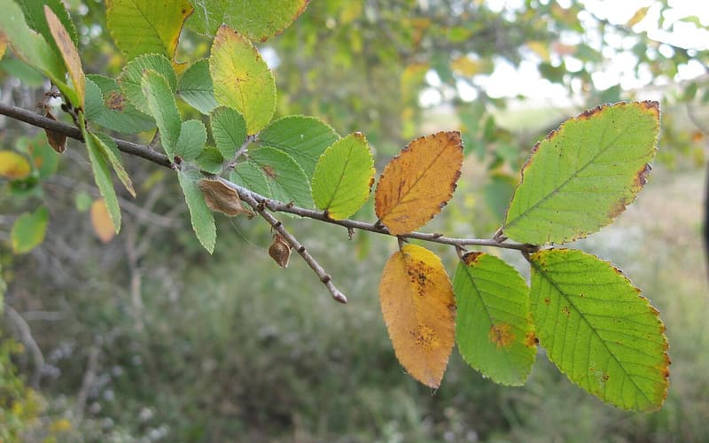 Cedar elm (Ulmus crassifolia) twig of small, toothed leaves turning orange and gold in fall