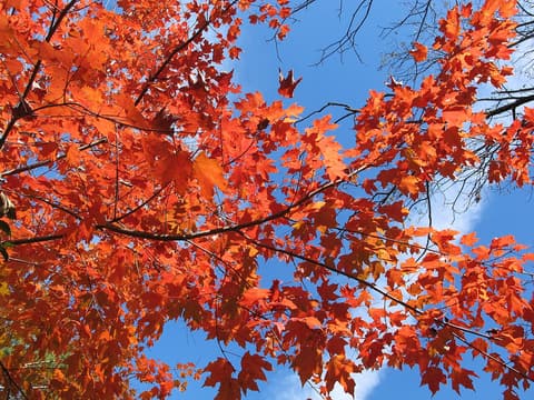 Chalk maple (Acer leucoderme) leaves in orange and red fall color against a blue sky