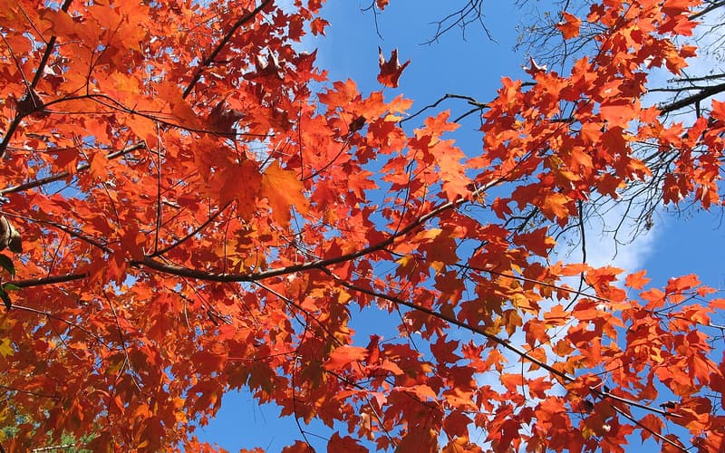 Chalk maple (Acer leucoderme) leaves in orange and red fall color against a blue sky