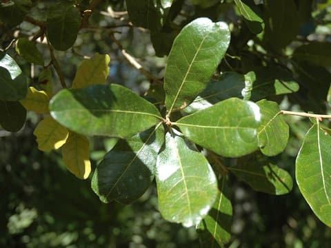 Chapman oak (Quercus chapmanii) glossy, round-tipped leaves on a branch, a few turning yellow