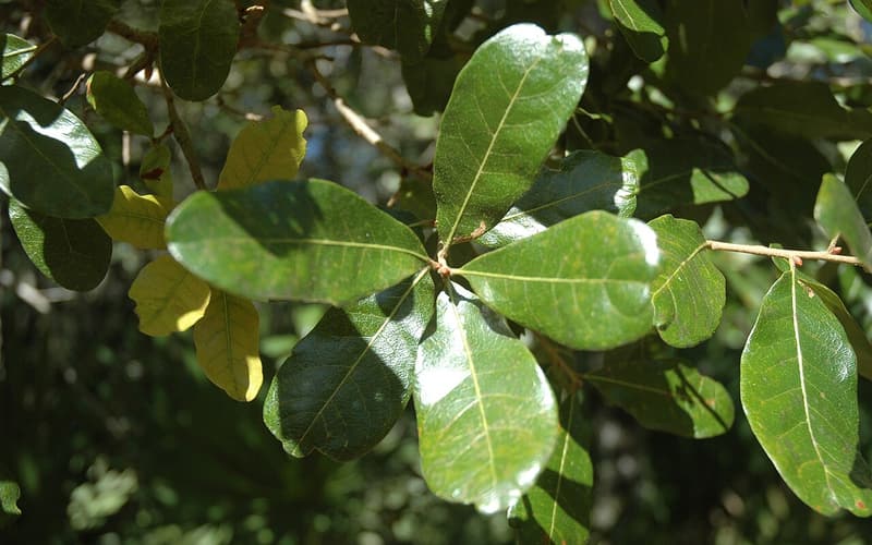 Chapman oak (Quercus chapmanii) glossy, round-tipped leaves on a branch, a few turning yellow