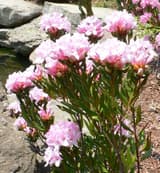 Chapman's rhododendron (Rhododendron chapmanii) stiff upright stems topped by clusters of pink flowers