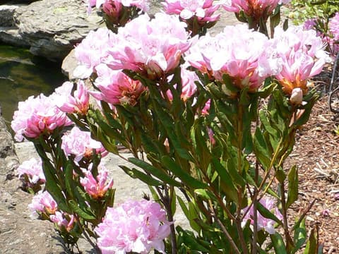 Chapman's rhododendron (Rhododendron chapmanii) stiff upright stems topped by clusters of pink flowers