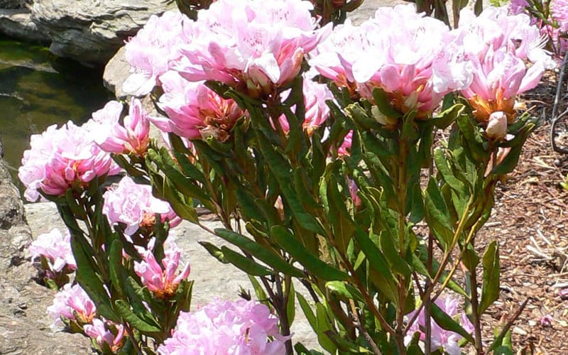 Chapman's rhododendron (Rhododendron chapmanii) stiff upright stems topped by clusters of pink flowers