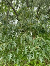 Cherrybark oak (Quercus pagoda) in May, its lower crown a curtain of deeply cut, bristle-tipped leaves under gray limbs