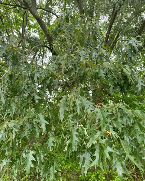 Cherrybark oak (Quercus pagoda) in May, its lower crown a curtain of deeply cut, bristle-tipped leaves