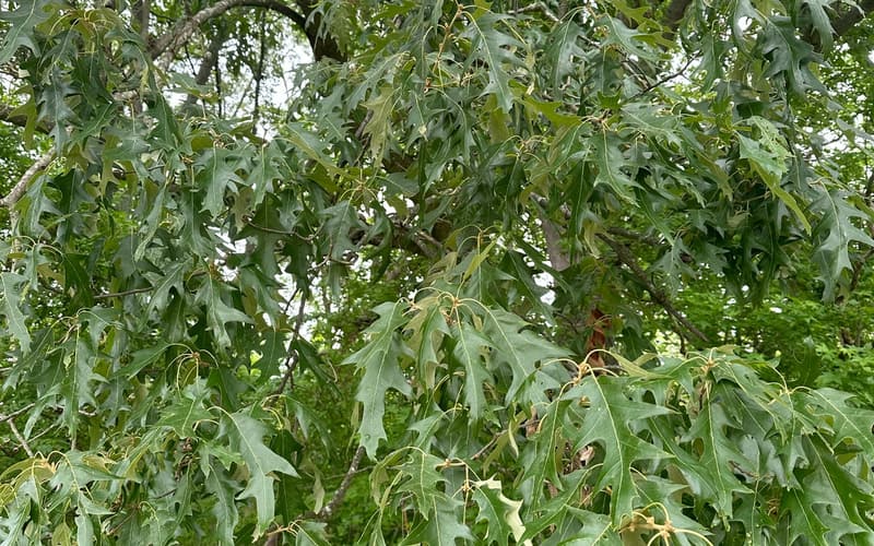 Cherrybark oak (Quercus pagoda) in May, its lower crown a curtain of deeply cut, bristle-tipped leaves under gray limbs