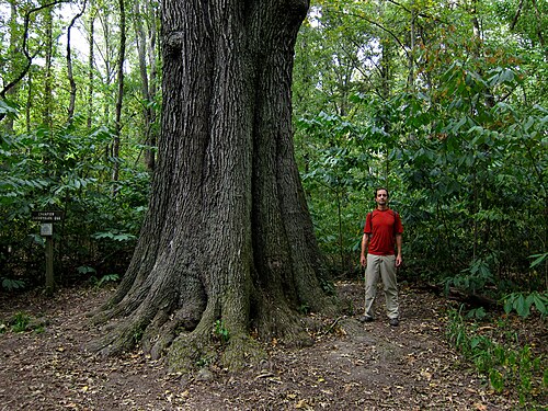 Cherrybark Oak, Wye Island line (Quercus pagoda)