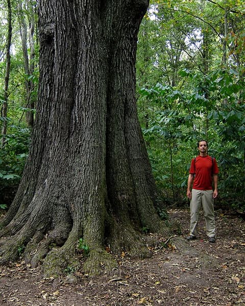 Huge cherrybark oak (Quercus pagoda) trunk in the woods, with a man standing at its base for scale