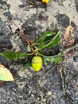 Chestnut oak (Quercus montana) green acorn in a thin, warty cup on a twig of coarsely toothed leaves lying on bare rock