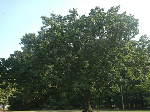 Chestnut oak (Quercus montana), a broad open-grown tree in full summer leaf on a lawn