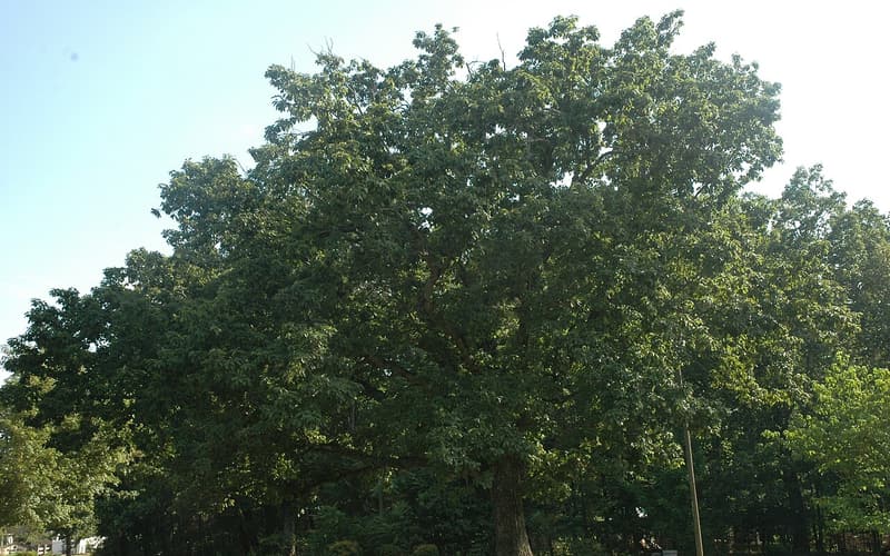 Chestnut oak (Quercus montana), a broad open-grown tree in full summer leaf on a lawn