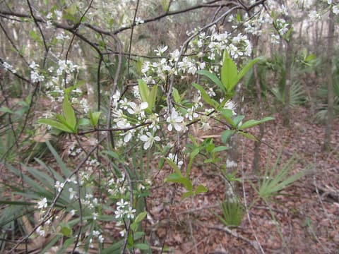 Chickasaw plum (Prunus angustifolia) branches of small white flowers opening with the first leaves