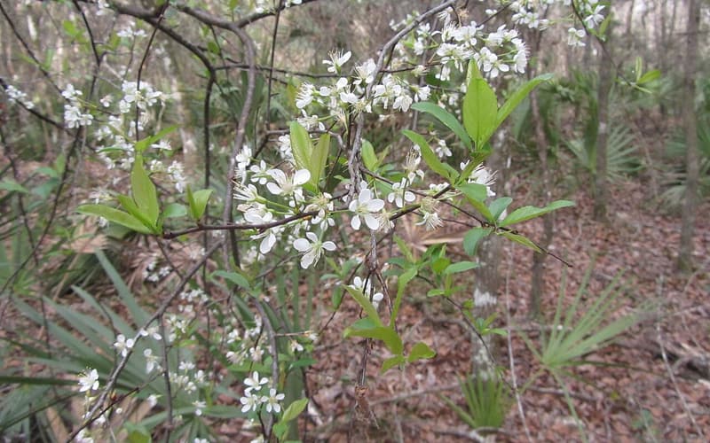 Chickasaw plum (Prunus angustifolia) branches of small white flowers opening with the first leaves
