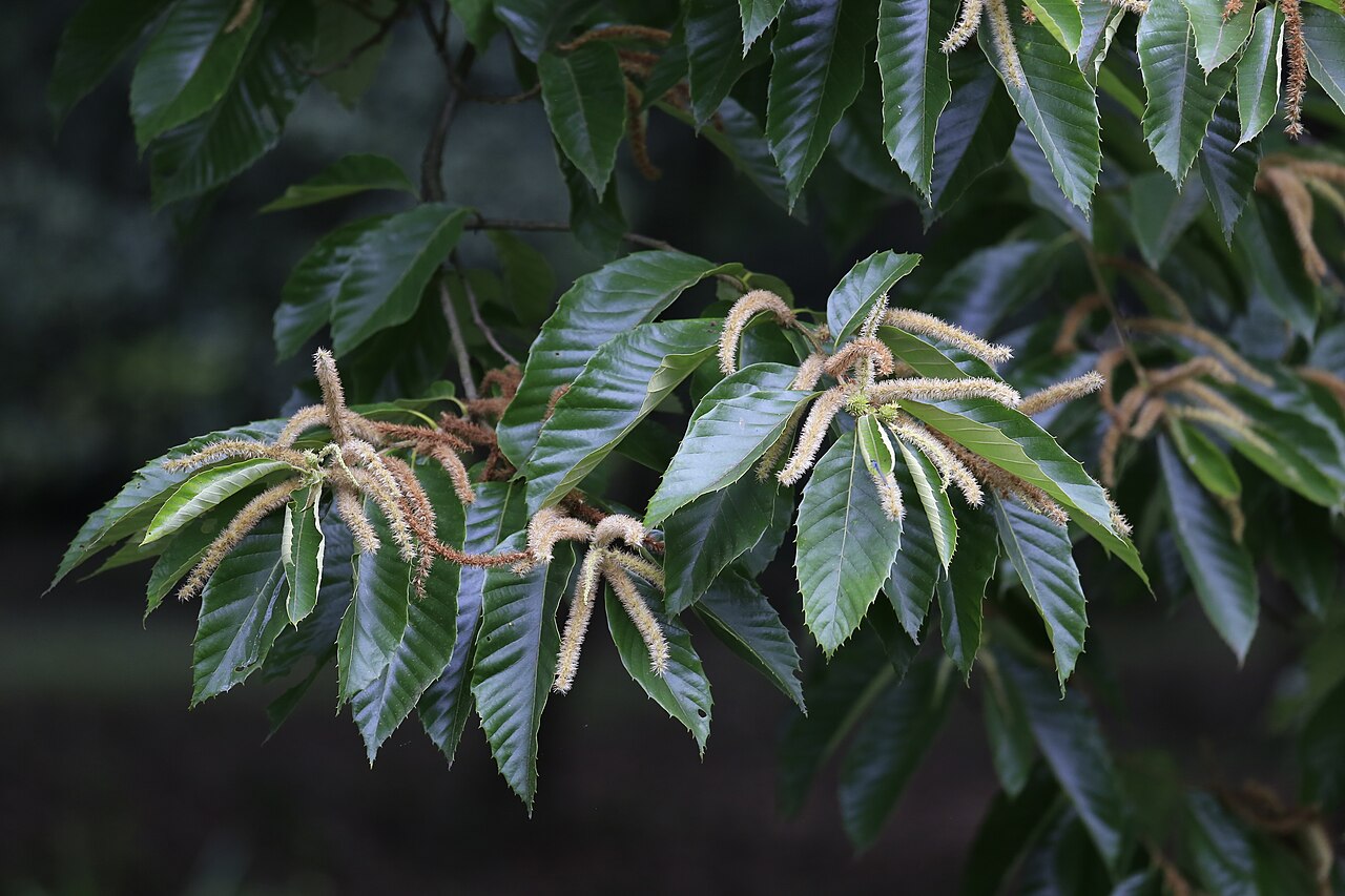 Chinese Chestnut (Castanea mollissima)