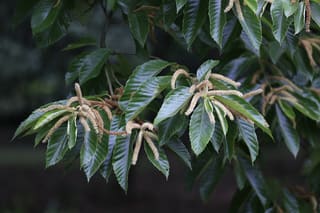 Chinese Chestnut (Castanea mollissima)
