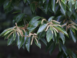 Chinese chestnut (Castanea mollissima) leaves and long pale catkins in early summer