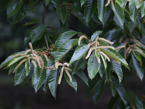 Chinese chestnut (Castanea mollissima) leaves and long pale catkins in early summer