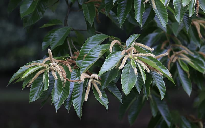 Chinese chestnut (Castanea mollissima) leaves and long pale catkins in early summer