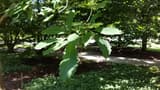 Chinquapin oak (Quercus muehlenbergii) glossy, coarsely toothed leaves on a summer branch