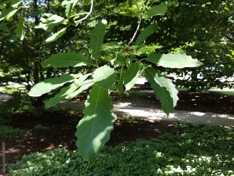 Chinquapin oak (Quercus muehlenbergii) glossy, coarsely toothed leaves on a summer branch