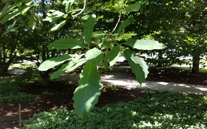Chinquapin oak (Quercus muehlenbergii) glossy, coarsely toothed leaves on a summer branch