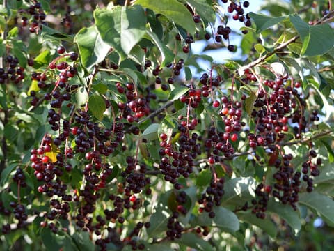 Chokecherry (Prunus virginiana) hanging clusters of cherries ripening from red to near black