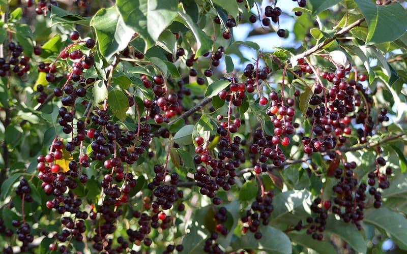 Chokecherry (Prunus virginiana) hanging clusters of cherries ripening from red to near black
