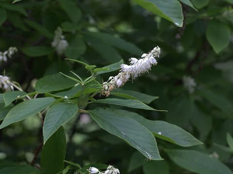 Cinnamon clethra (Clethra acuminata) drooping raceme of small white flowers among toothed leaves