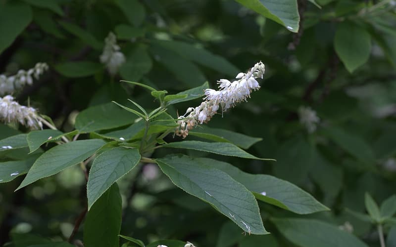 Cinnamon clethra (Clethra acuminata) drooping raceme of small white flowers among toothed leaves