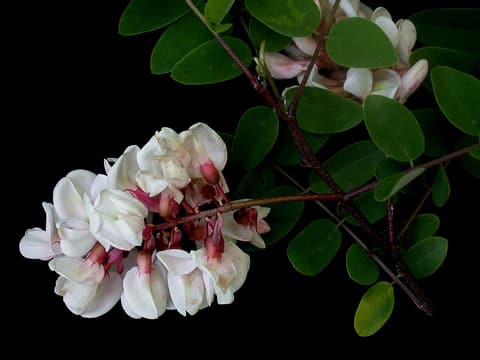 Clammy locust (Robinia viscosa) clusters of pale pink flowers on dark red twigs among round leaflets