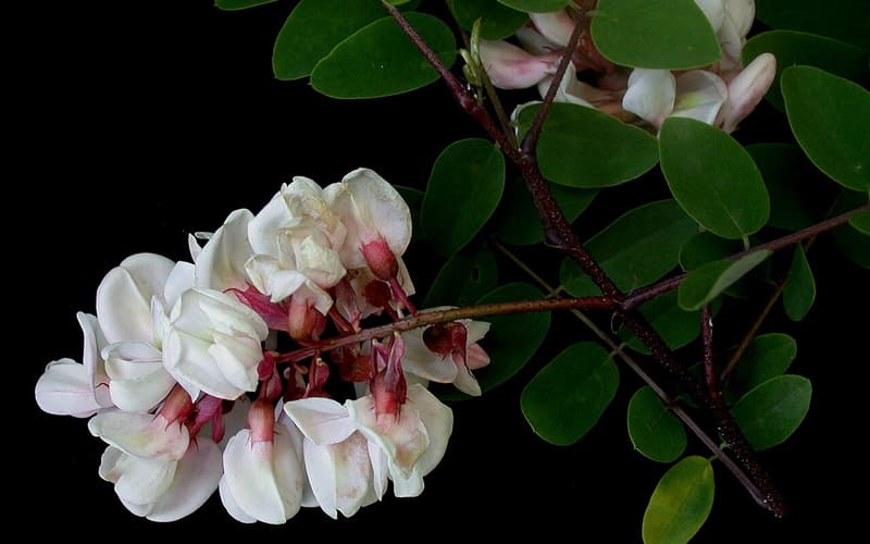 Clammy locust (Robinia viscosa) clusters of pale pink flowers on dark red twigs among round leaflets