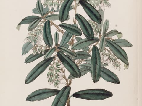 Climbing fetterbush (Pieris phillyreifolia) botanical plate of a leafy branch with white bell flowers