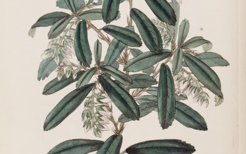Climbing fetterbush (Pieris phillyreifolia) botanical plate of a leafy branch with white bell flowers